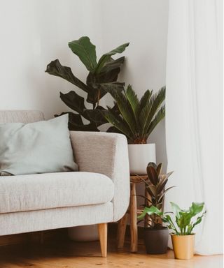 Houseplants next to sofa