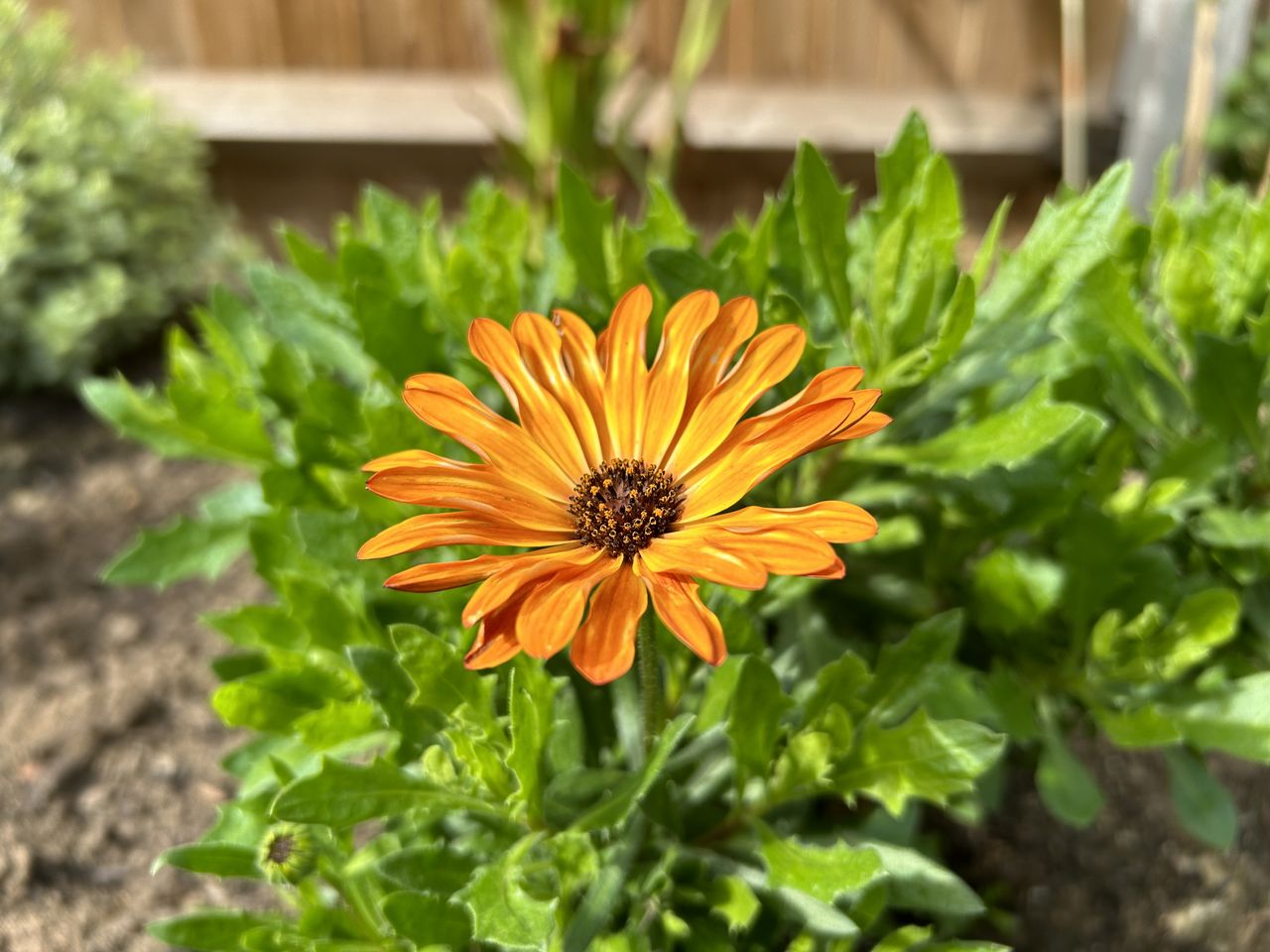 iPhone 14 review camera image