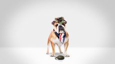 English bulldog wearing a military cap, Union Jack scarf and playing with a grenade