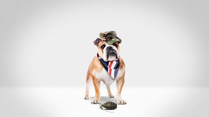 English bulldog wearing a military cap, Union Jack scarf and playing with a grenade
