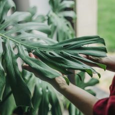 Hands holding a large monstera leaf