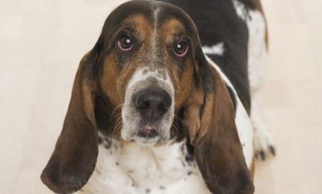 Basset hound