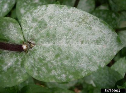 White Powdery Mildew On Leaves