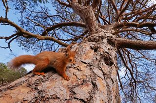 Neil McIntyre Spring Red squirrel on old caledonian pine tree. Rothiemurchus Forest, Cairngorms, Scotland