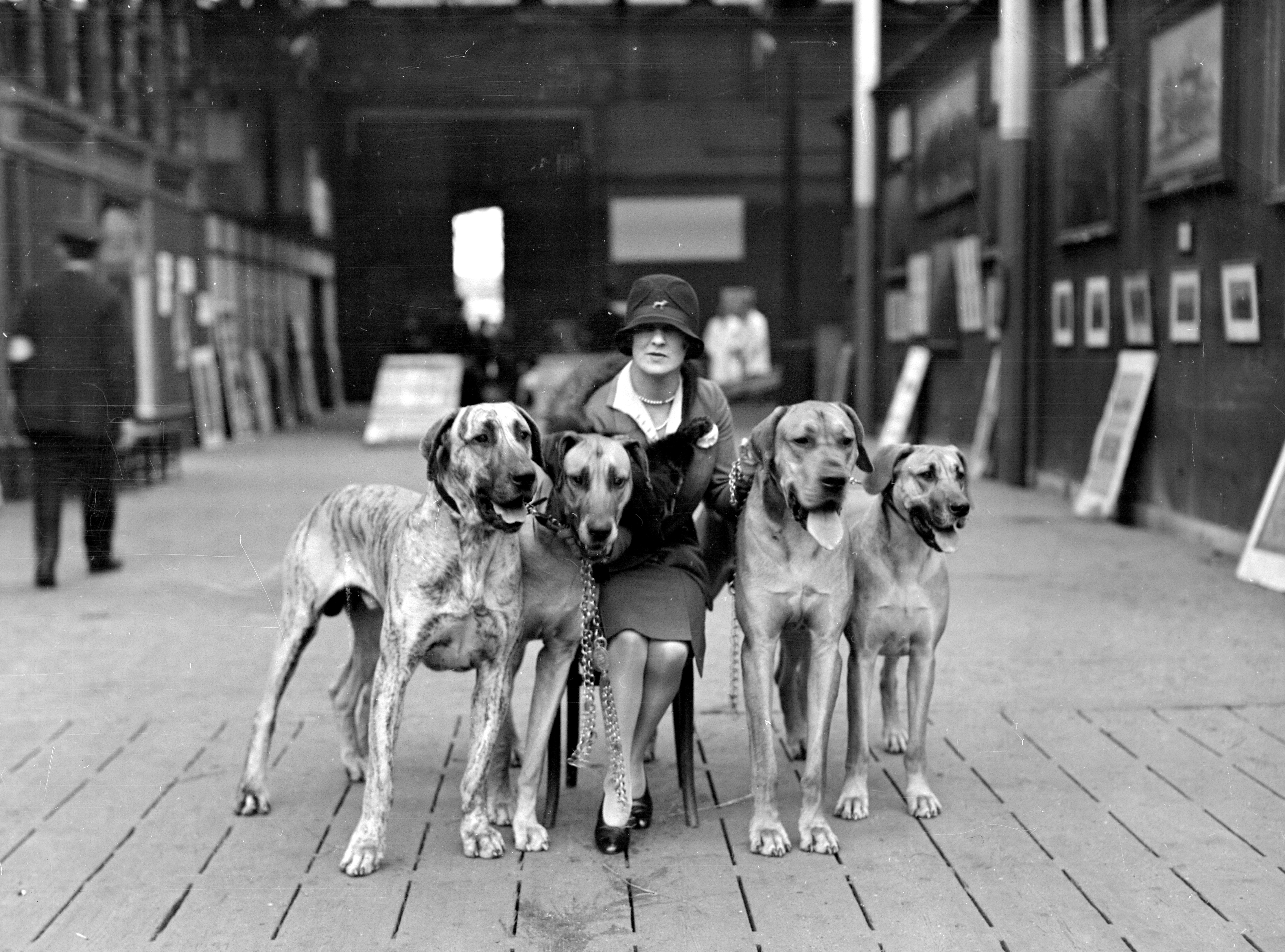 A woman in a cloche hat and pearls sits on a chair surrounded by four large Great Danes inside a show hall lined with paintings and photographs. The poised dogs and elegant handler create a striking display of grace and power.