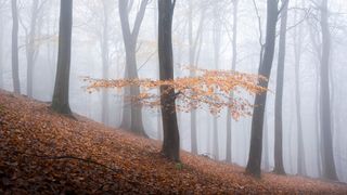 'Last of Autumn', Forest of Dean, UK, 2022