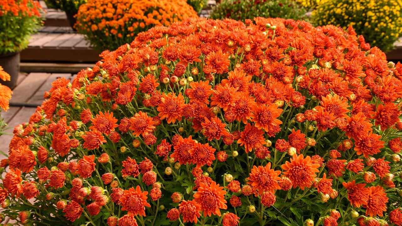 orange chrysanthemums in bloom