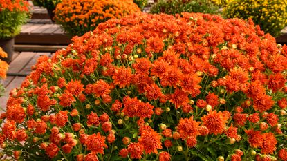 orange chrysanthemums in bloom