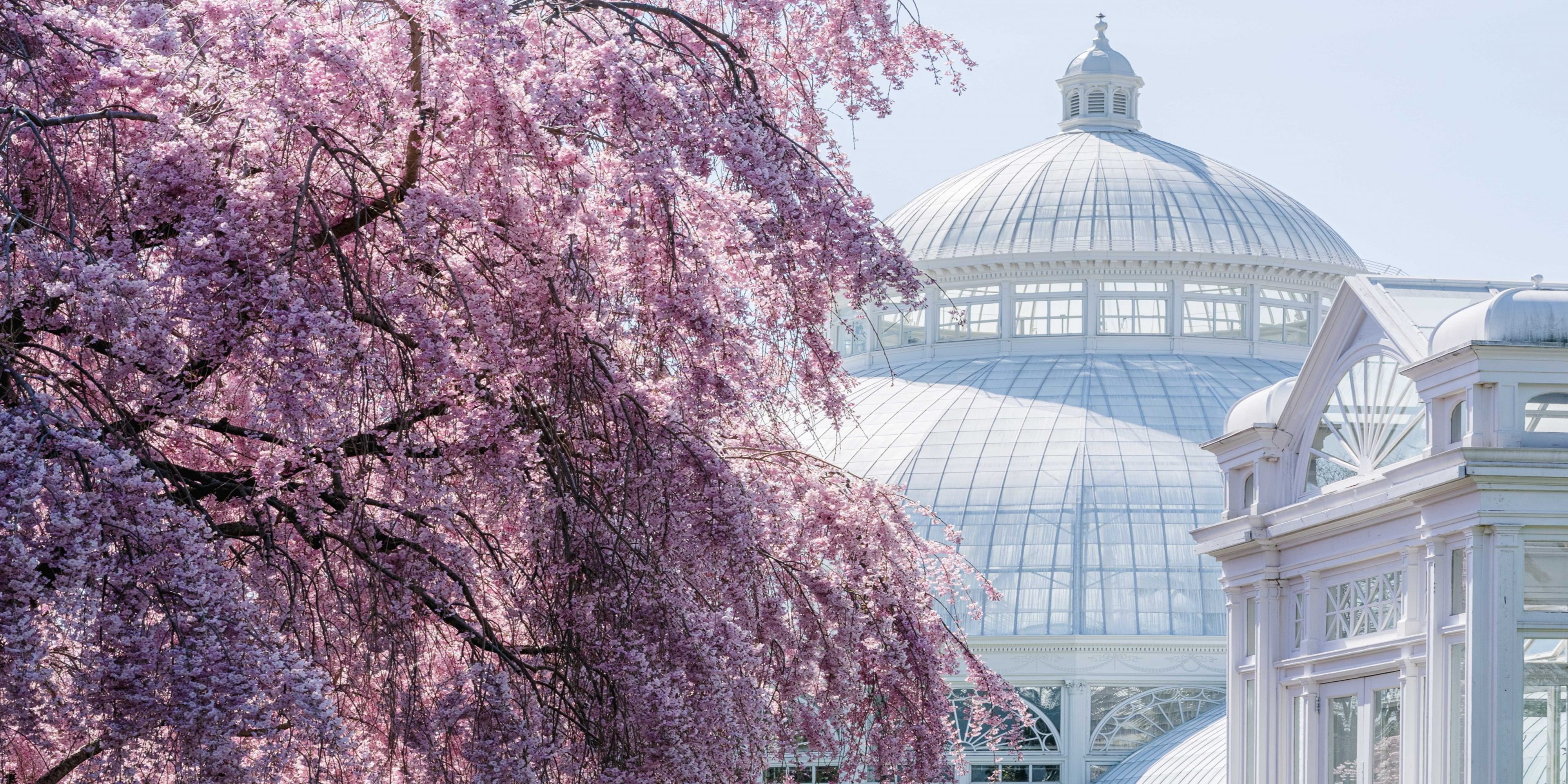 The New York Botanical Garden, Conservatory, Cherry blossom