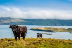 Life on Canna is probably easier for bovines than humans.