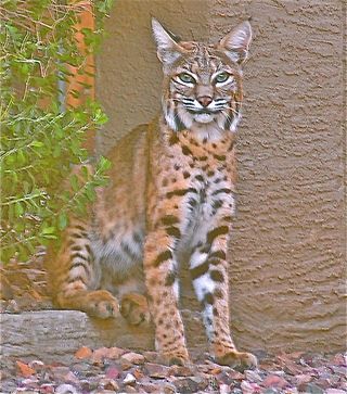 bobcat, urban bobcat