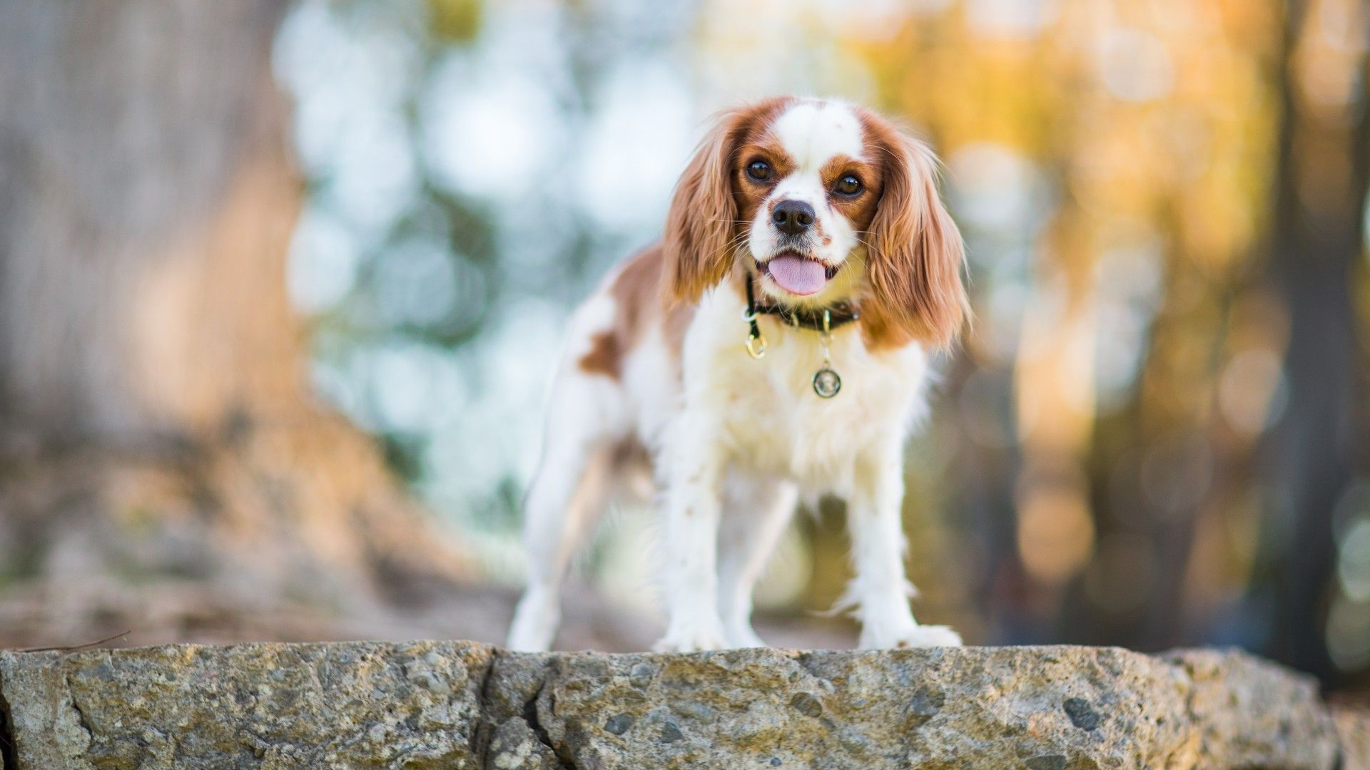 32 Best Dog Breeds For First-time Owners | PetsRadar