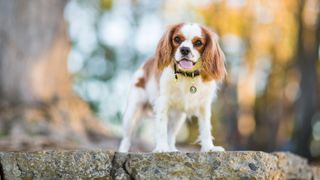 One of the best dog breeds for first-time owners, the Cavalier King Charles Spaniel stood outside on a rock with background blurred