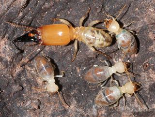 The picture shows a soldier, two white workers and two blue workers of the termite species <em>Neocapritermes taracua</em>. The two bluish spots high on the back of the abdomen of the two blue workers contain crystals, a crucial part of their suicide weap