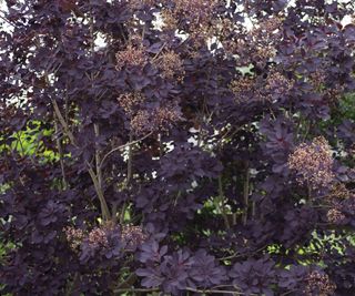 Purple foliage and dark flowers of a smoke bush