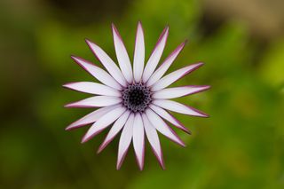 GuruShots - Fanciful Flowers