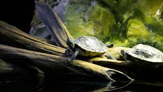 Turtles in aquarium