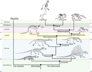 This family tree shows how Kayentatherium wellesi is related to humans and other mammals.