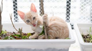 Kitten sitting in plant on balcony