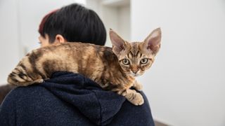 Devon rex cat on shoulder