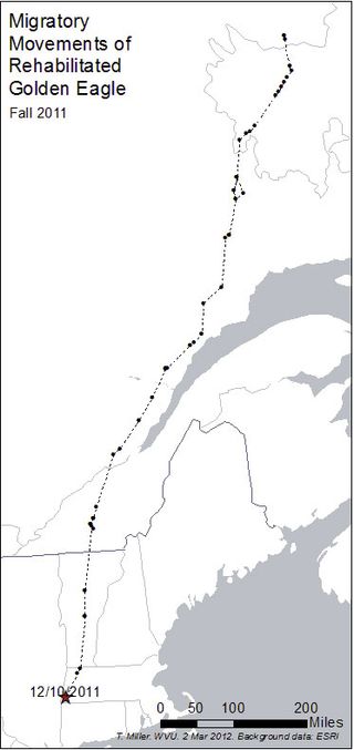 The migratory route taken by the golden eagle back towards New York in the fall.