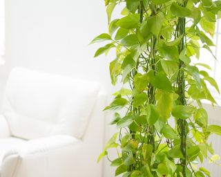 Pothos trained up stakes to create a climbing indoor plant display