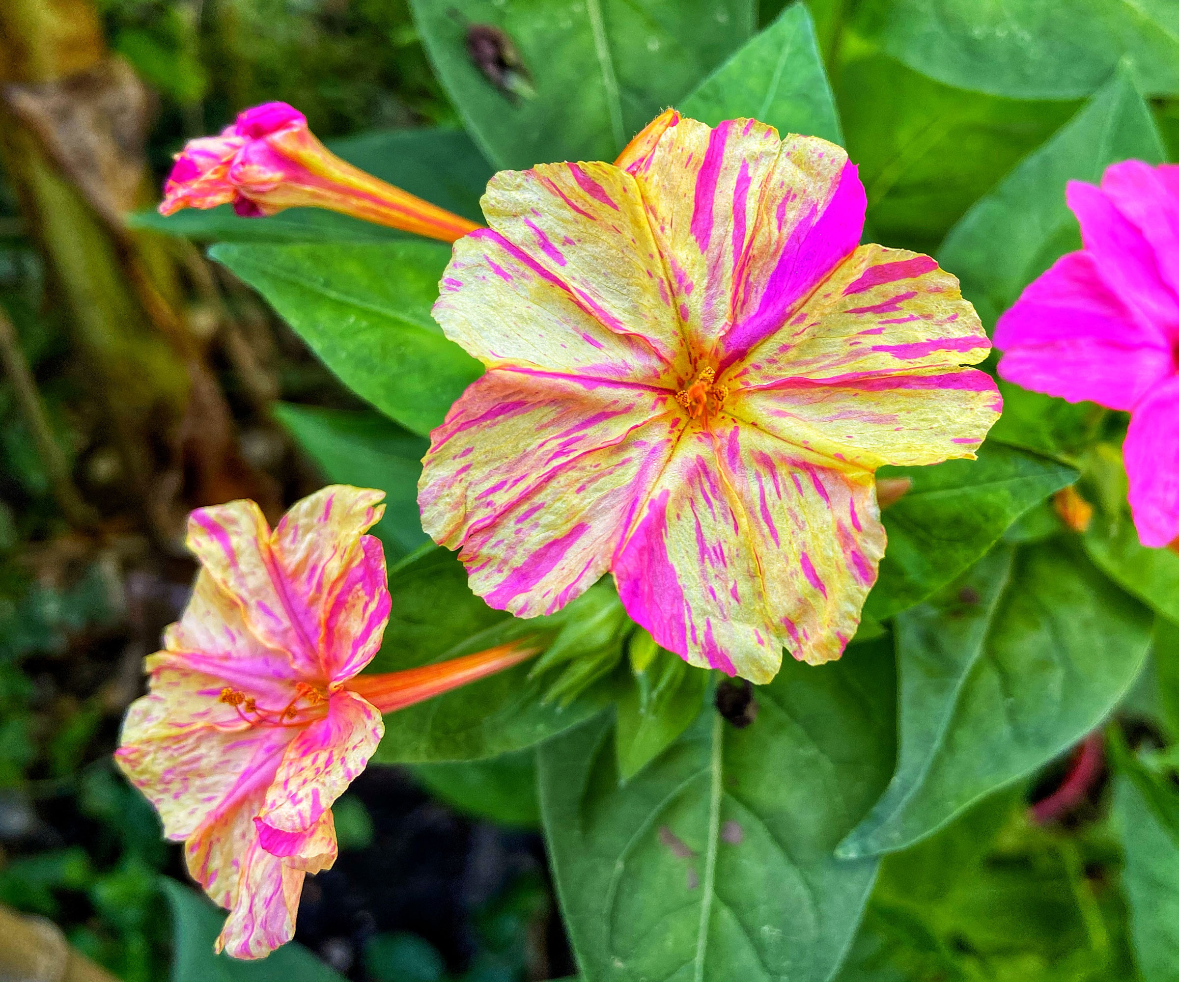 four o'clock yellow and pink flowers
