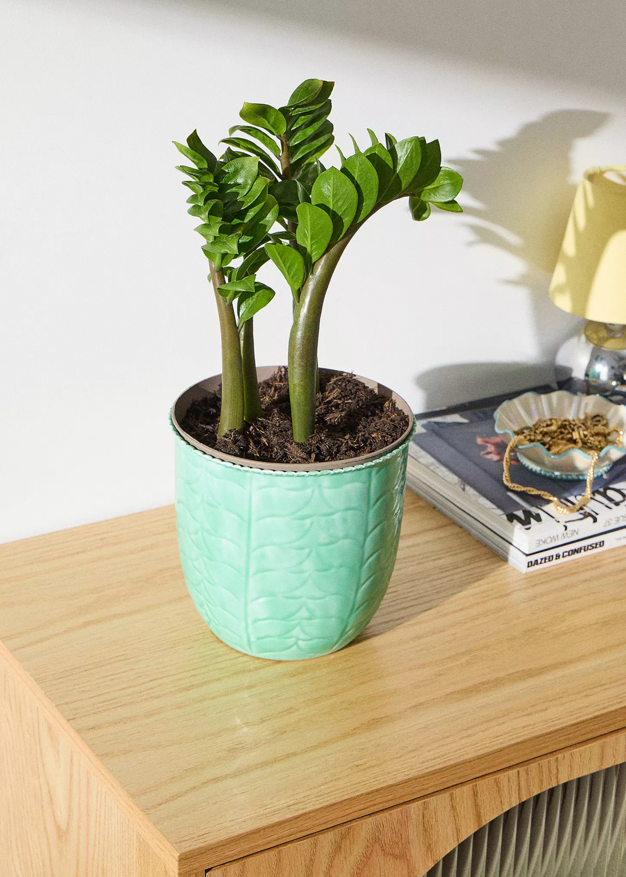A baby ZZ plant in a teal textured planter on a wooden dresser near a stack of books, a chrome and yellow lamp and a bowl with jewelry