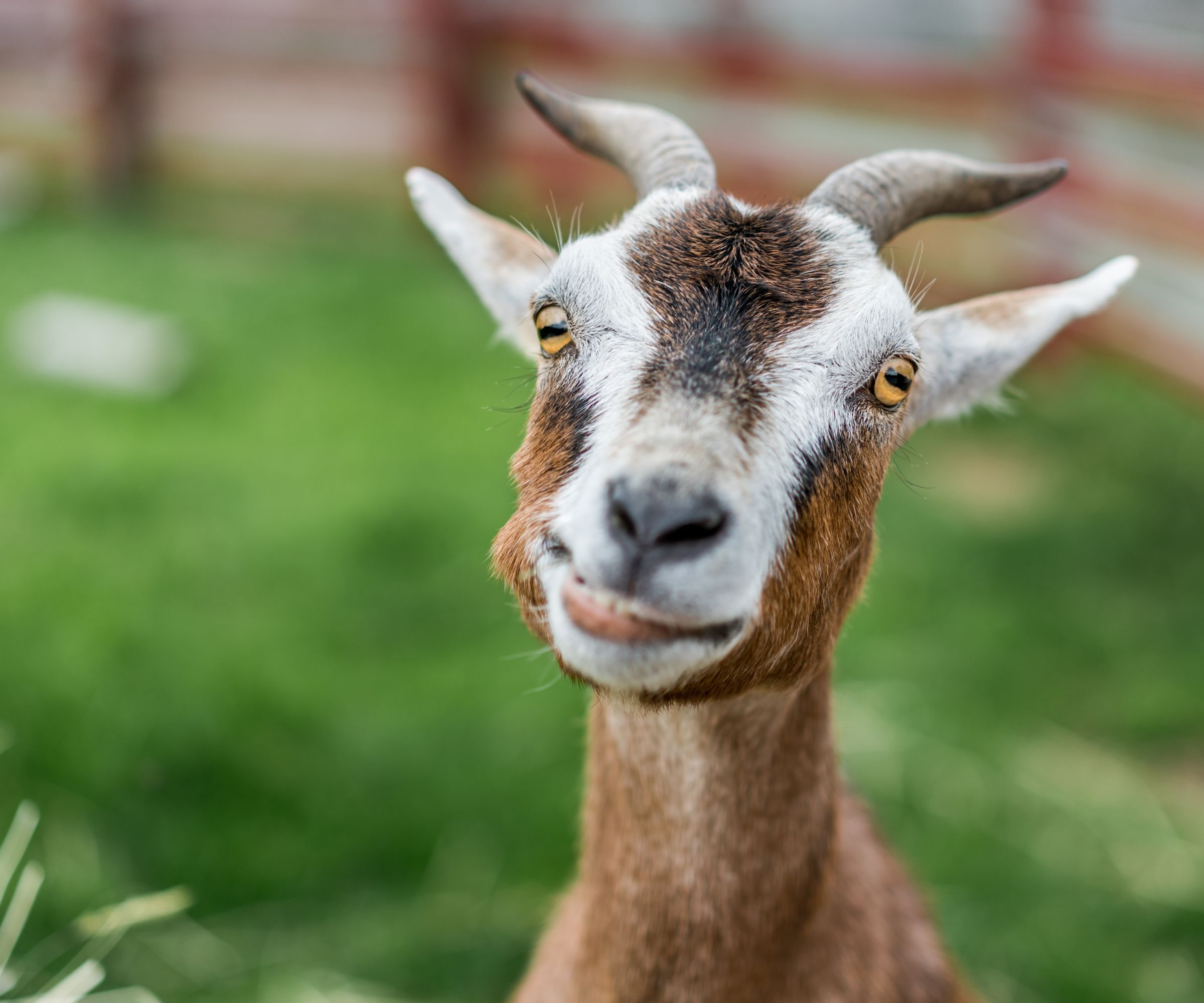 Goat