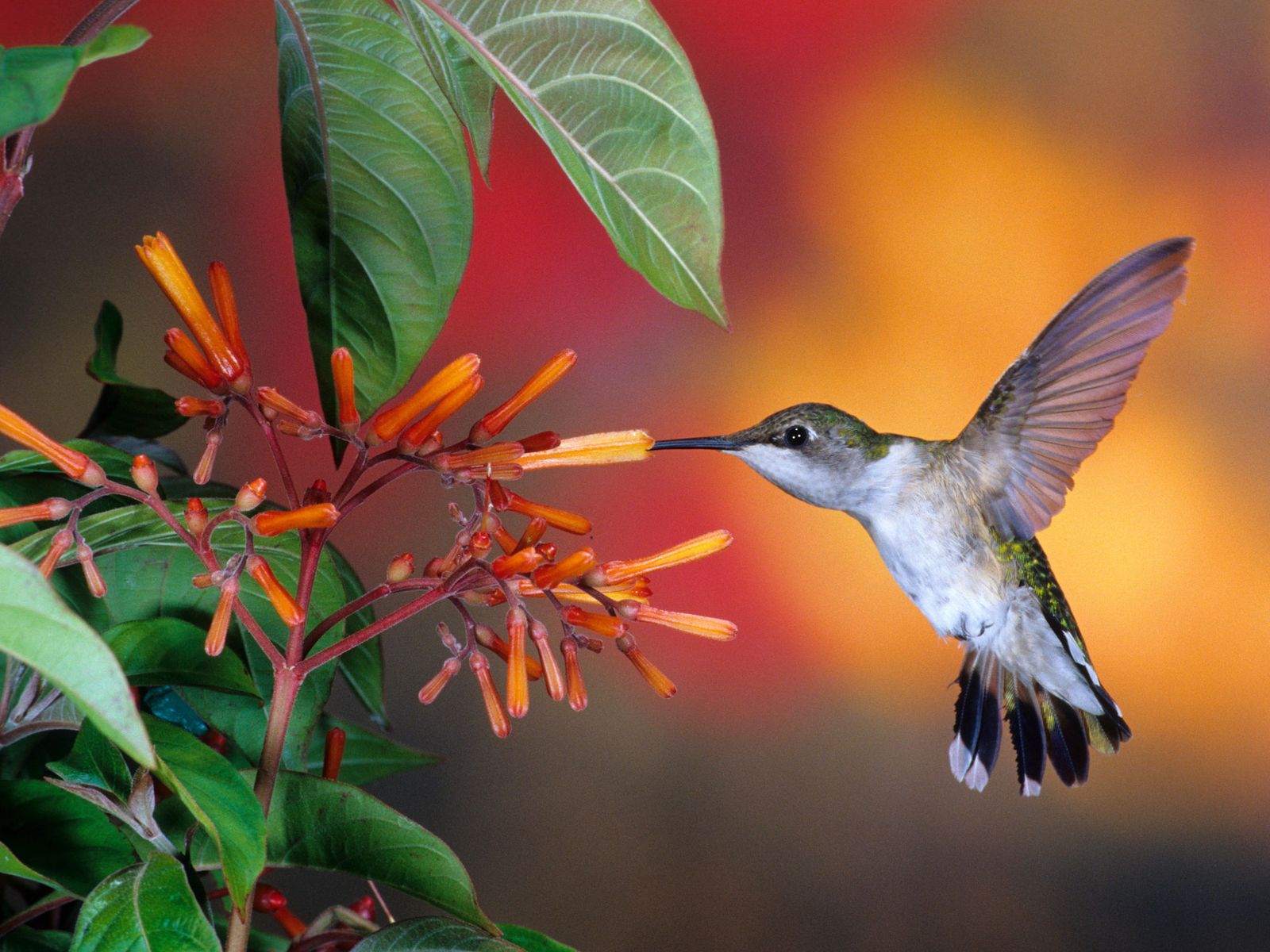 10 best flowers for hummingbirds beautiful blooms Livingetc