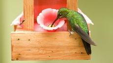 Hummingbird using hummingbird feeder