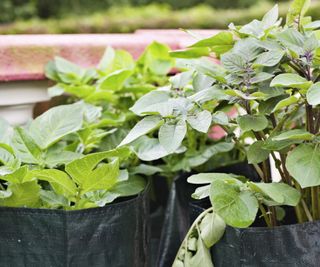 Grow bags in a garden with potatoes