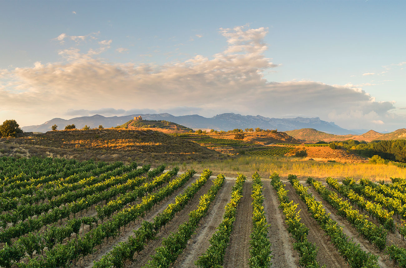Ramon Bilbao vineyards