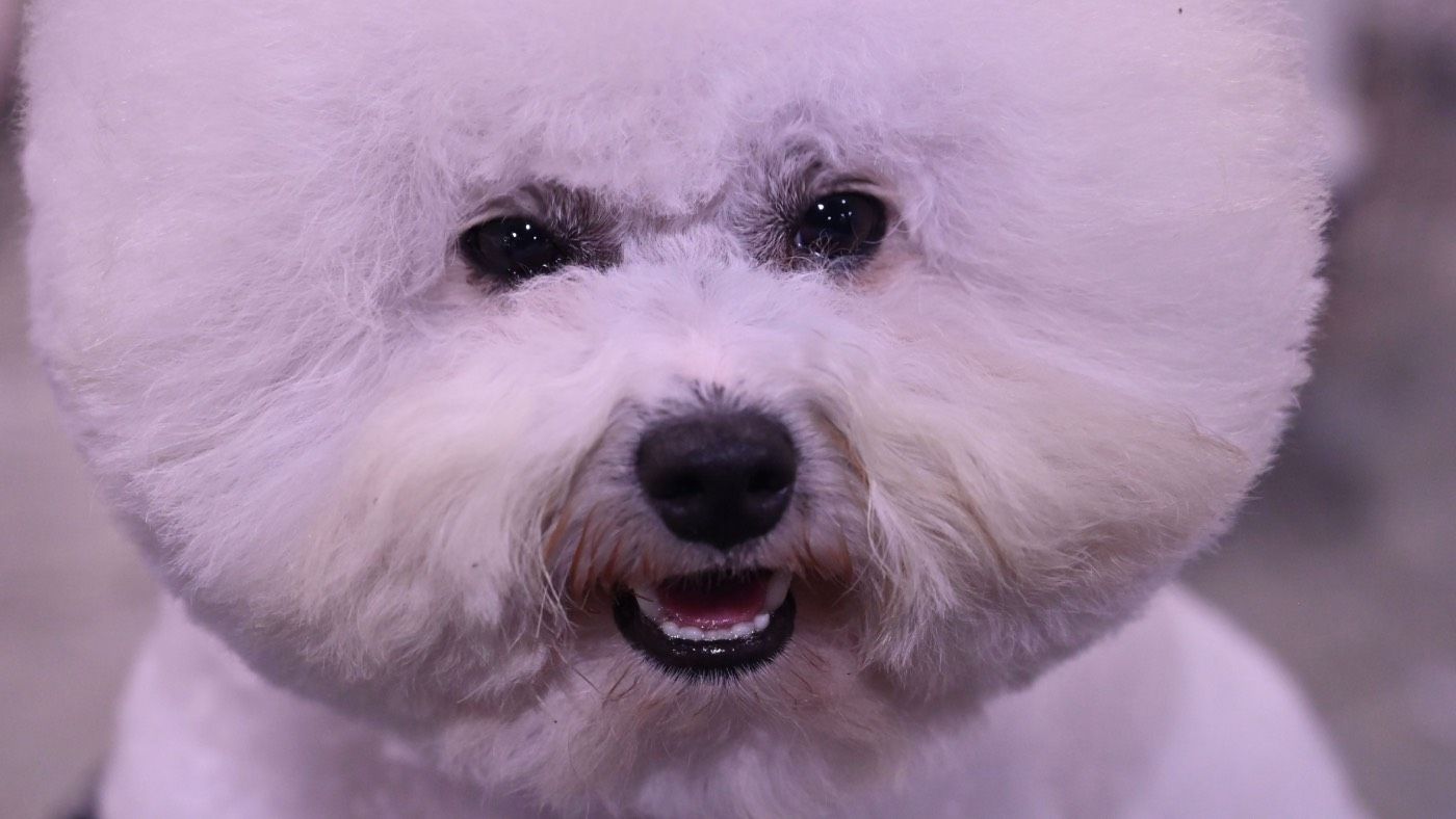 Man says his dog ordered access to porn channel | The Week