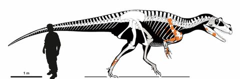 Photos: Carnivorous Dinosaur Discovered In Italian Alps | Live Science