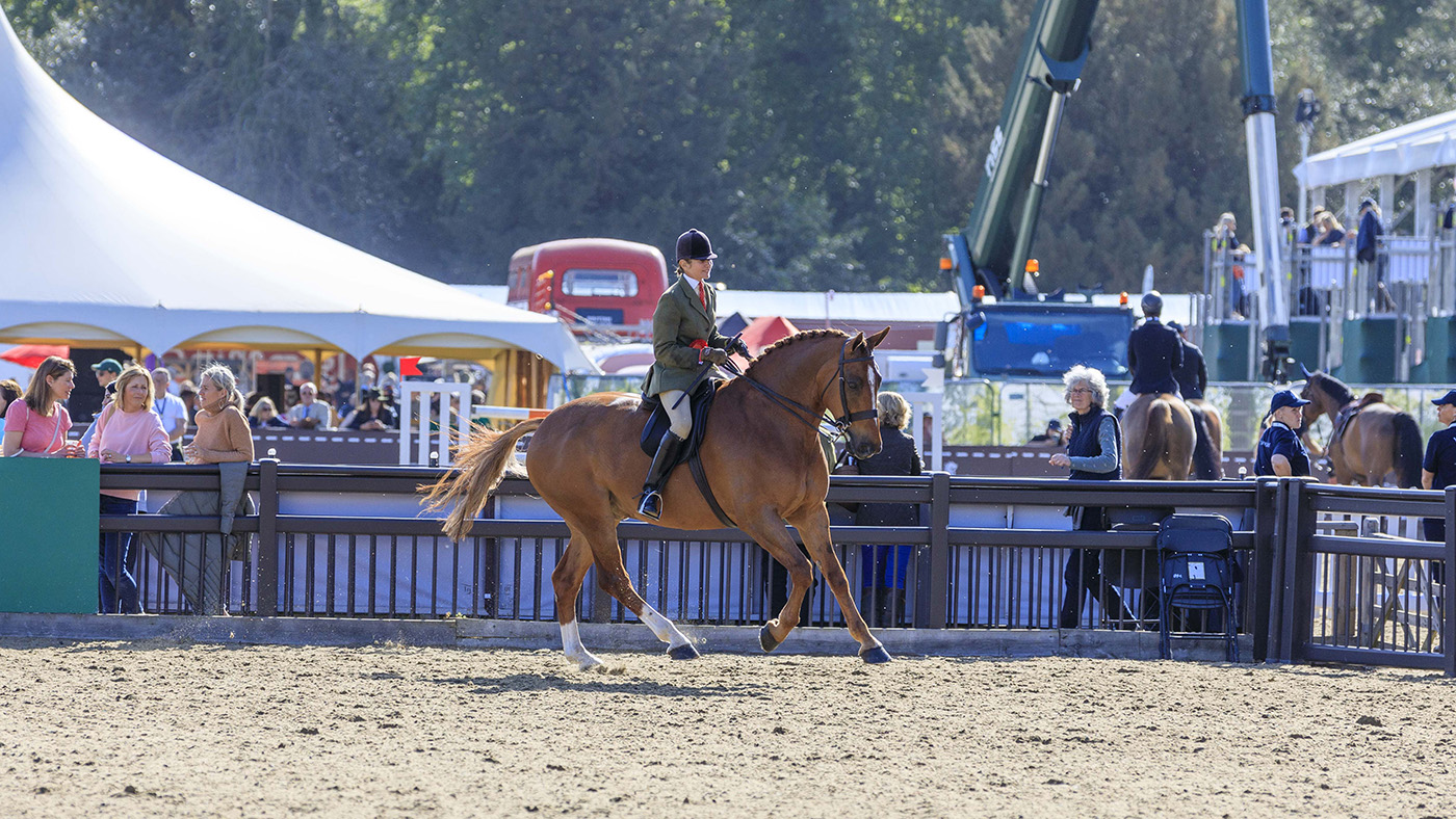 royal windsor small hunters
