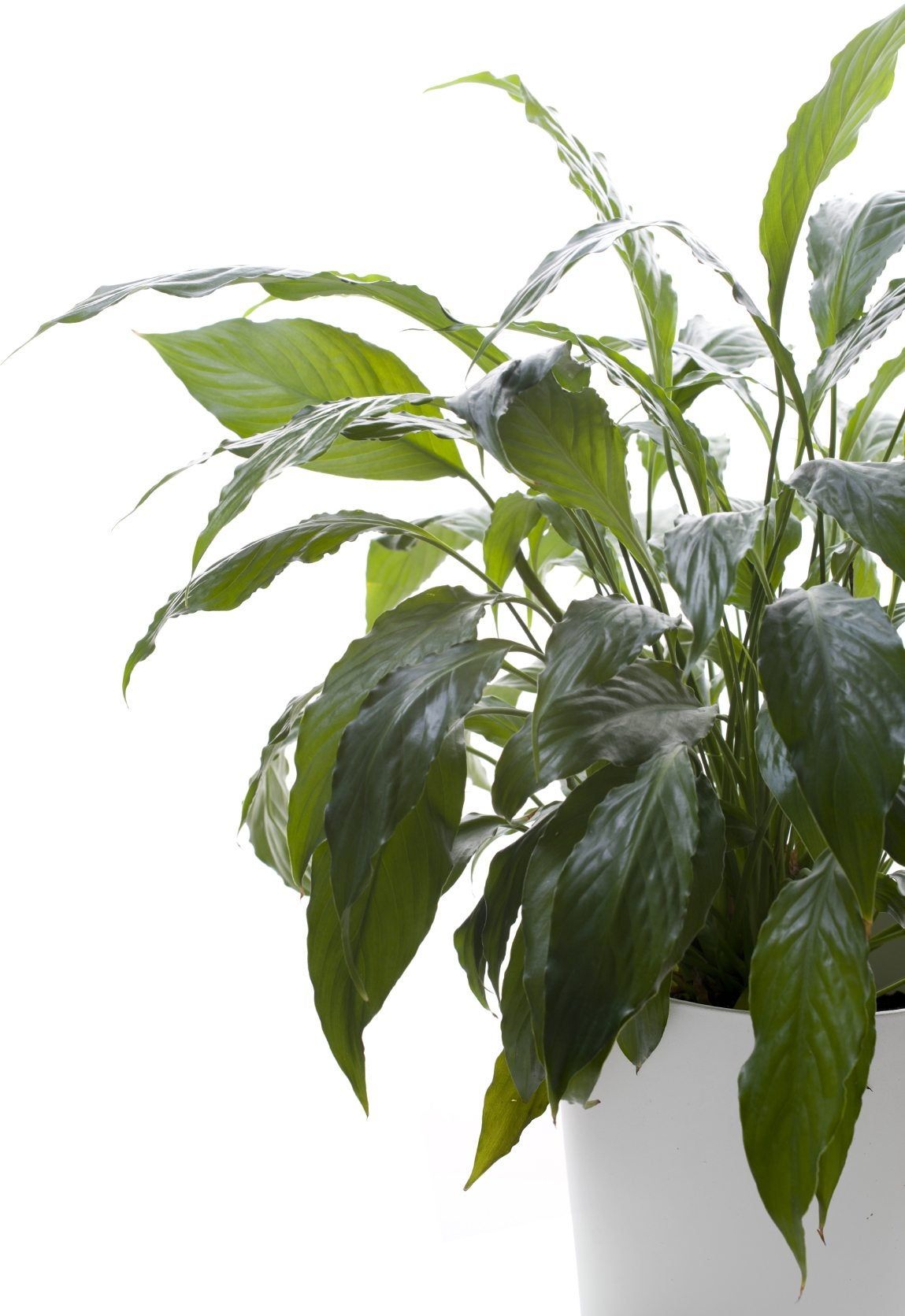 Peace Lily Plant Growing In A Container