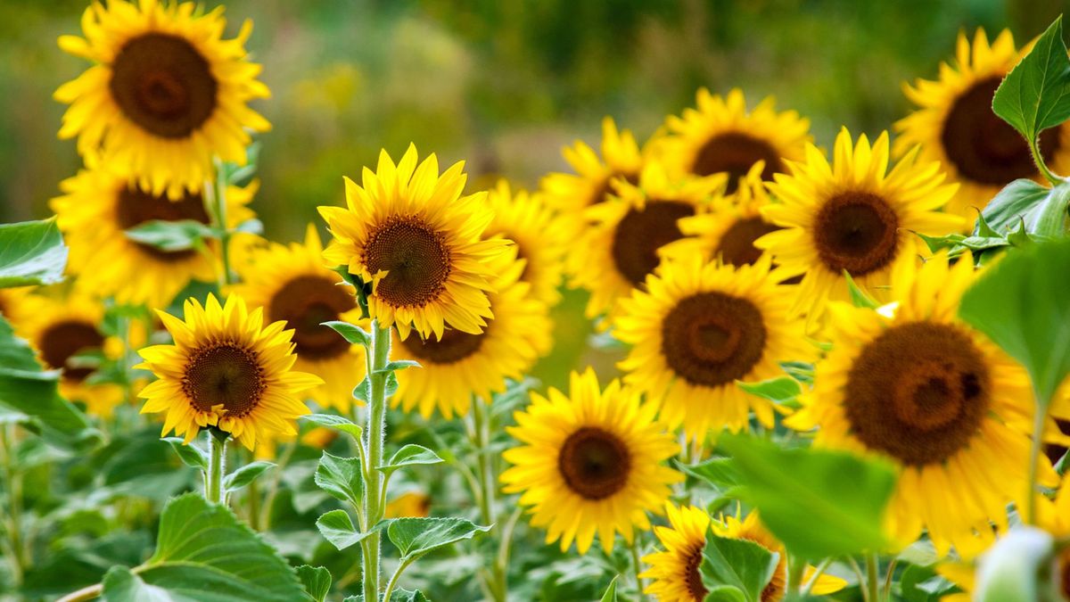 flower seeds to sow in July