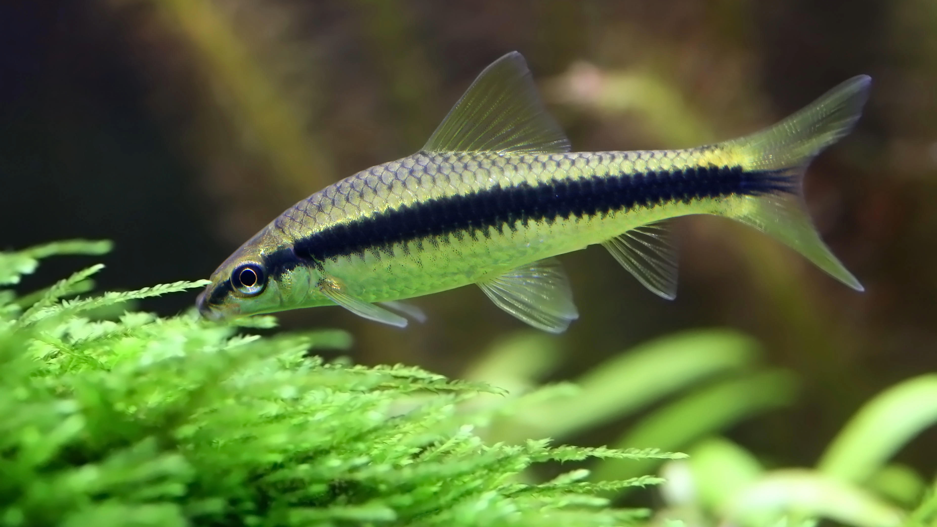 Siamese algae eater