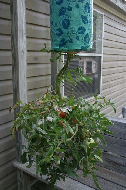 Container Grown Upside Down Tomato Plant