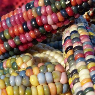 Glass gem corn cobs