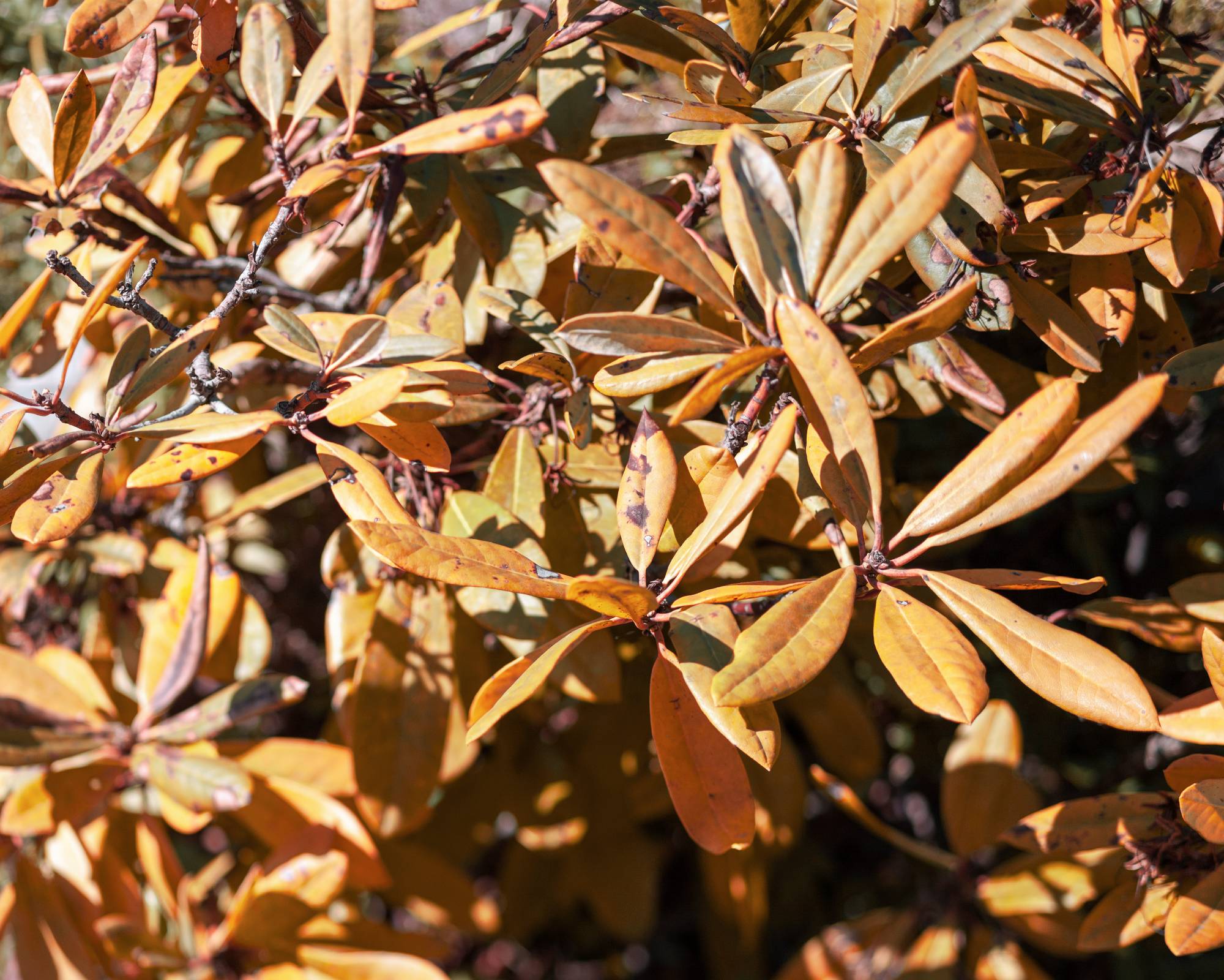 Winter burn brown leaves on rhododendron