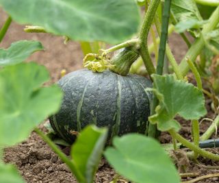 green pumpkin growing