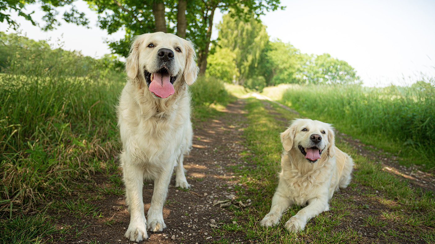 What I wish I knew before getting a second dog | PetsRadar