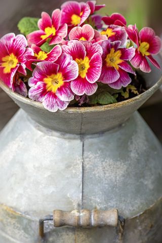 Pink primroses in a steel container