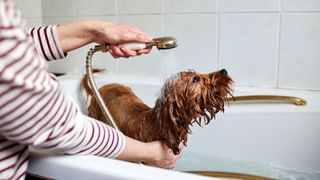 Dog grooming tips: dog getting rinsed off in the bath