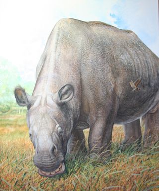 The extinct animal Toxodon had a rhinolike body and a "hippo head."