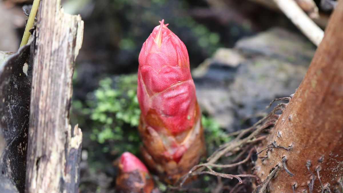 Japanese knotweed shoots