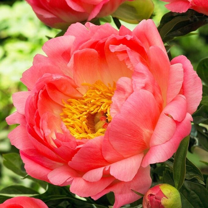 Paeonia Coral Sunset - Peony - in Bud &amp;amp; Bloom