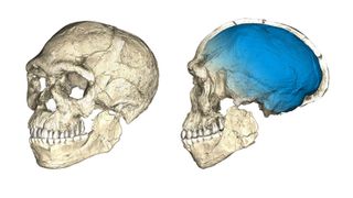 Composite reconstruction of 300,000-year-old fossils from the site of Jebel Irhoud in Morocco.
